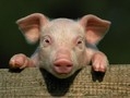 Loosli Hanspeter
